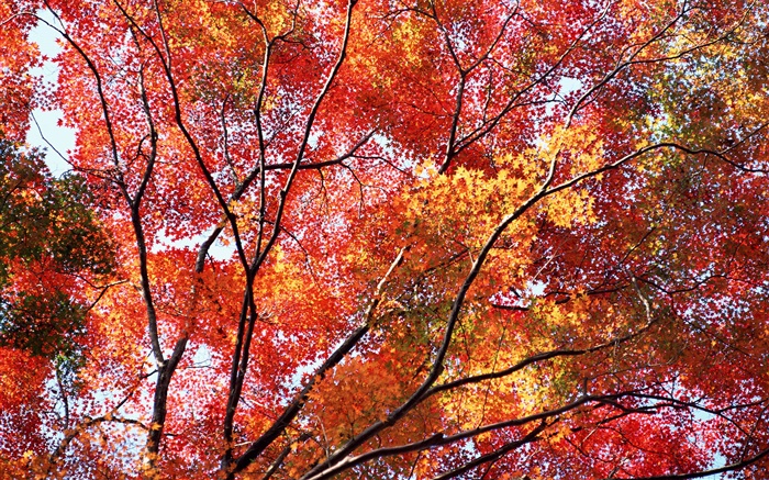 美しい秋、紅葉、木 壁紙 ピクチャー