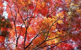 美しい秋、紅葉、木