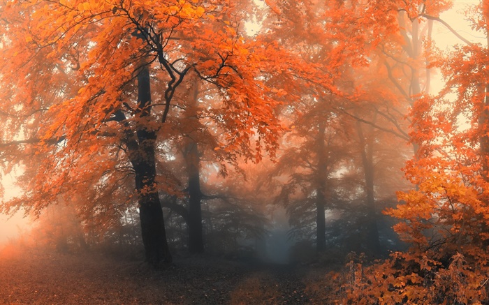美しい秋、木、紅葉 壁紙 ピクチャー