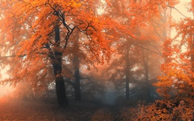 美しい秋、木、紅葉 HDの壁紙
