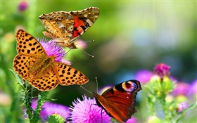 美しい蝶 HDの壁紙