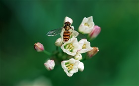 花とミツバチ HDの壁紙