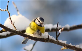 鳥はクローズアップ、カラ、小枝、雪