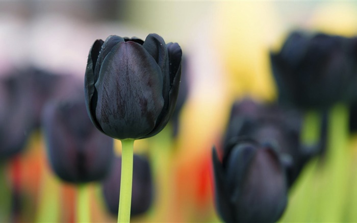 黒いチューリップの花クローズアップ 壁紙 ピクチャー