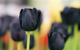 黒いチューリップの花クローズアップ HDの壁紙