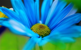 ブルー花びらマクロ HDの壁紙