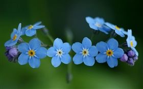 青い花は、忘れて、私を HDの壁紙