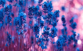 ブルーラベンダーの花クローズアップ HDの壁紙