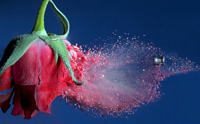 弾丸ヒット赤い花バラ、破片の飛行 壁紙 ピクチャー