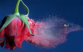 弾丸ヒット赤い花バラ、破片の飛行