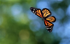 蝶が飛んで、ボケ味 HDの壁紙