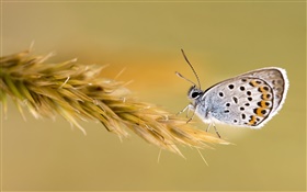 小麦の蝶