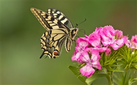 蝶、ピンクの花 HDの壁紙