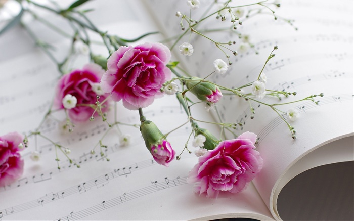 カーネーション、ピンクの花、書籍 壁紙 ピクチャー