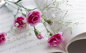 カーネーション、ピンクの花、書籍 HDの壁紙