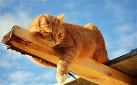 木材で猫の休息 HDの壁紙