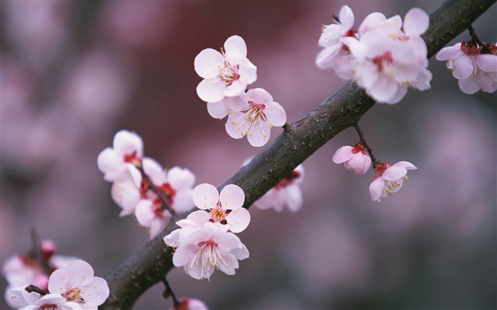桜の花咲く、小枝 壁紙 ピクチャー