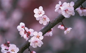 桜の花咲く、小枝 HDの壁紙