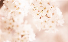桜の花、ぼやけました HDの壁紙