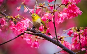 桜の木、花、鳥