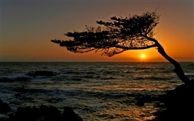 沿岸、木、シルエット、日没 HDの壁紙