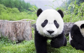 かわいい動物、白、黒の色、パンダ HDの壁紙