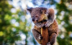 かわいい毛皮で覆われたコアラ、ボケ HDの壁紙