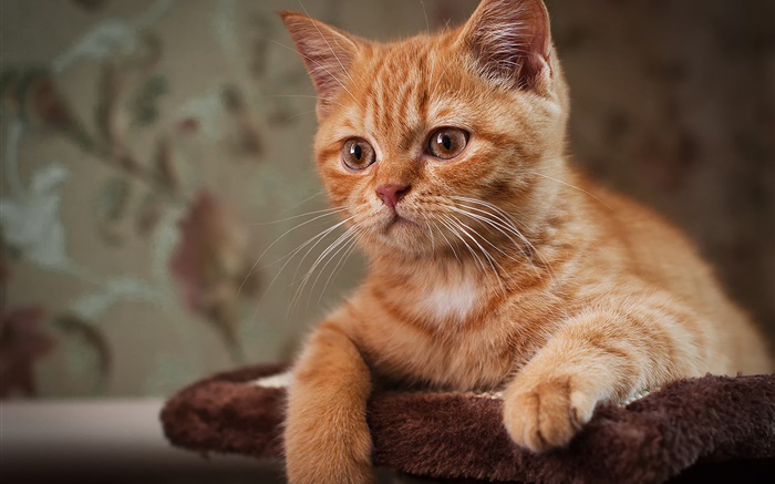 かわいい子猫、茶色の猫 壁紙 ピクチャー