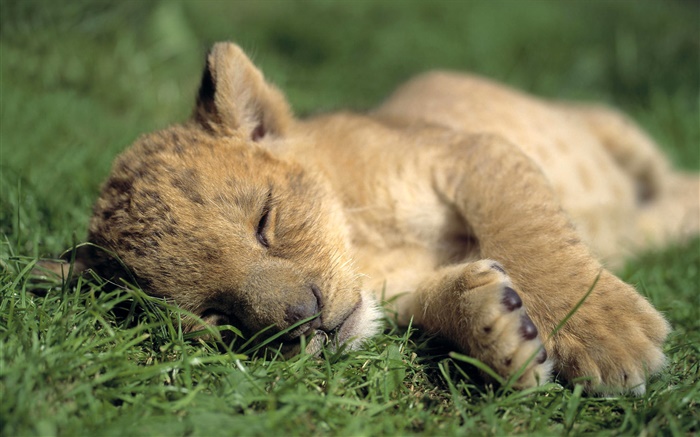 かわいいライオンの睡眠 壁紙 ピクチャー