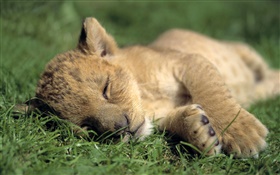 かわいいライオンの睡眠 HDの壁紙
