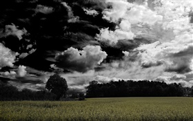 暗い雲、木、農地 HDの壁紙