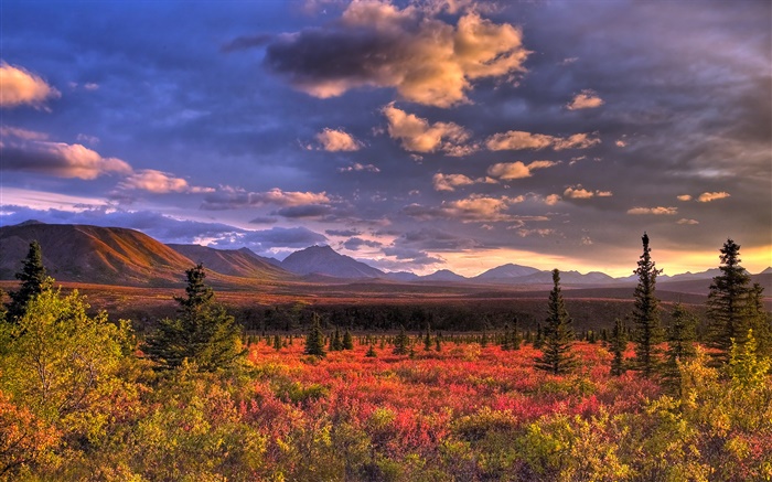 デナリ国立公園、アラスカ州、アメリカ、雲、夕暮れ、草 壁紙 ピクチャー