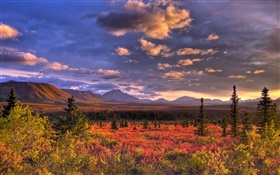 デナリ国立公園、アラスカ州、アメリカ、雲、夕暮れ、草