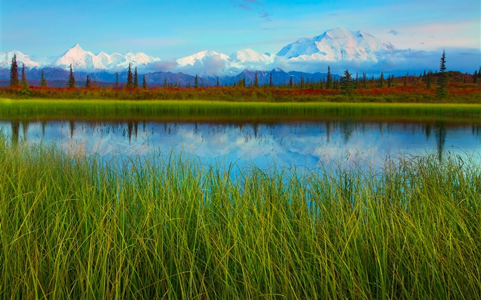 デナリ国立公園、アラスカ、アメリカ、湖、草、木 壁紙 ピクチャー