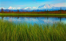 デナリ国立公園、アラスカ、アメリカ、湖、草、木 HDの壁紙