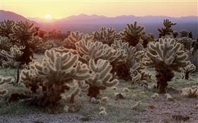 砂漠、サボテン、日の出 HDの壁紙
