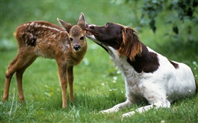 鹿と犬