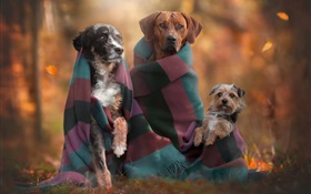 犬の家族、秋 HDの壁紙