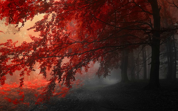 夕暮れ、秋、森、紅葉 壁紙 ピクチャー