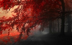 夕暮れ、秋、森、紅葉