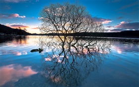 夕暮れ、湖の木、水、反射、日没 HDの壁紙