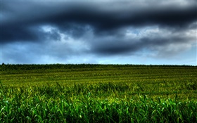 農地の風景、雲、夕暮れ HDの壁紙