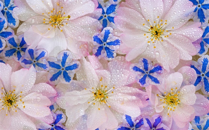 花の背景、水滴 壁紙 ピクチャー
