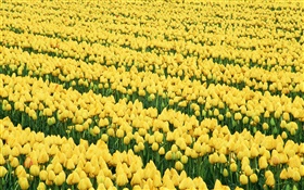 花のフィールド、黄色のチューリップ HDの壁紙