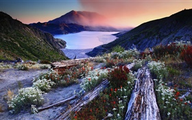 花、斜面、火山湖、木、山、夜明け、霧
