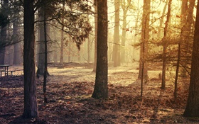 森、木、秋 HDの壁紙
