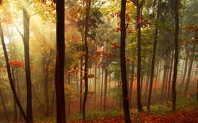森、木、太陽の光、秋