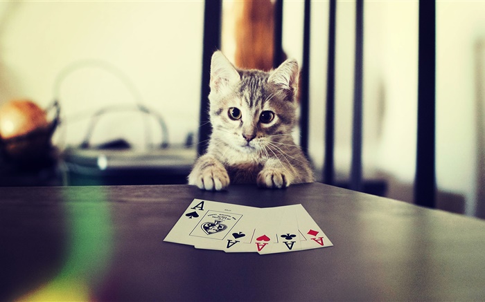 おかしいペット、子猫ポーカー 壁紙 ピクチャー
