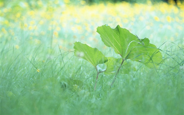 草、葉、夏 壁紙 ピクチャー