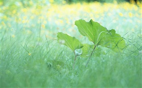 草、葉、夏 HDの壁紙